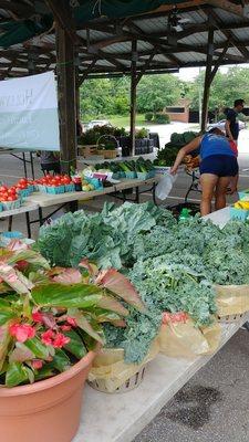 Fresh veggies