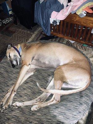 Rescued red tattooed greyhound