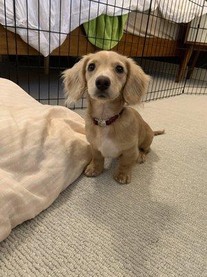 Oliver practicing sit and stay!