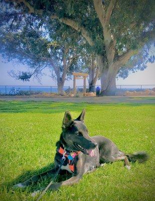 Leo is very happy with his Vet at Carpinteria Animal Clinic!  Got vaccinated because I'm 1 year old now!