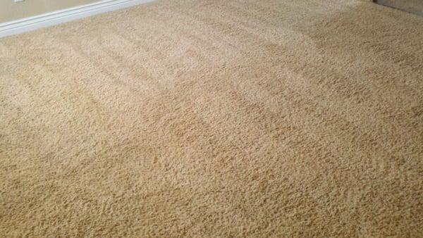 (Home) After Carpet Cleaning