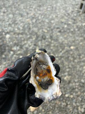 Fresh oyster