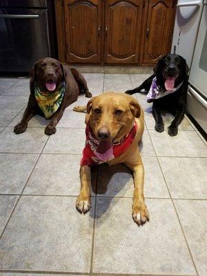 So obedient when they're clean and waiting for treats.