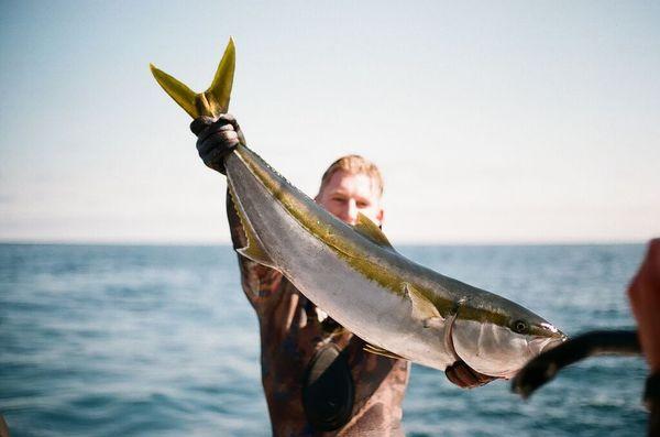 A well-placed shot on a paddy yellowtail by Lost Winds Employee and Team Diver Mike.