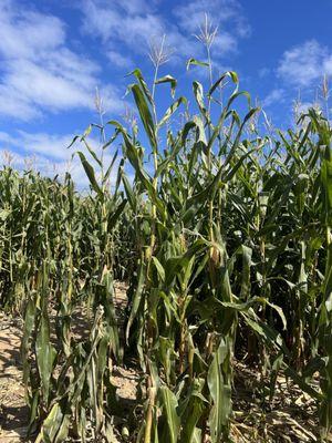 Buford Corn Maze