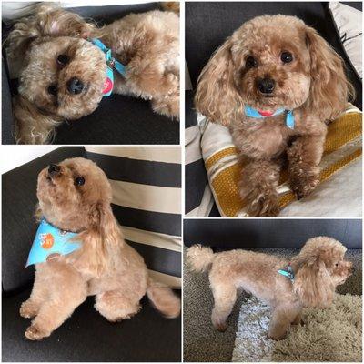 Love our toy poodles haircut!