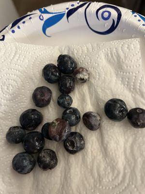 I threw away a lot of them bad blueberries, but this is what was left of the bad batch. They are rotten and some are molded.