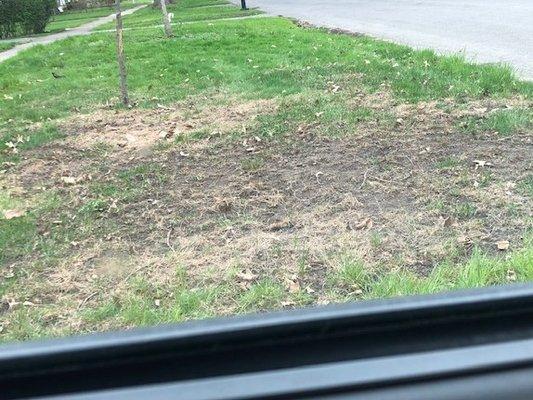 May 2022, this is what my lawn looks like after they reseeded it in fall of 2021