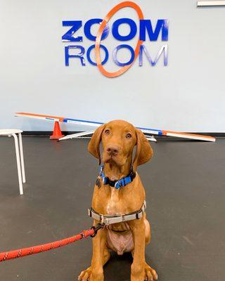 Ringo at puppy class