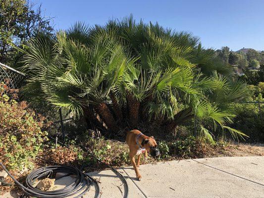 I almost had this removed, but we really like this tree (s) now that Kelvin has trimmed it.