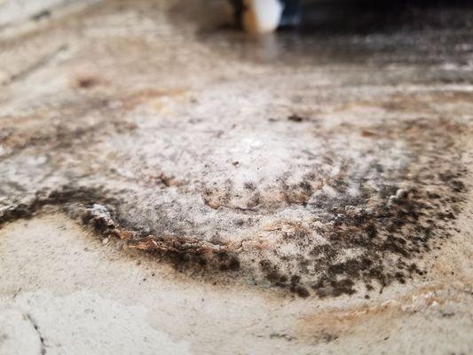 Up close picture of mold caused by water heater damage.