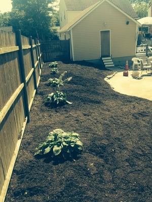 After! Fresh mulch, hosta and weed prevention!