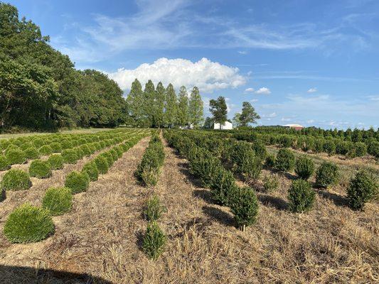 Farm grown shrubs