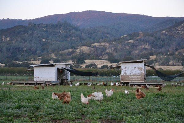 Pastured chickens