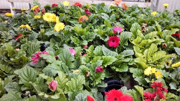 Army of Gerber Daisies