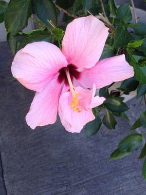 I like the flowers outside. sept 23, 2014.