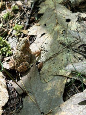 Pawtuckaway State Park