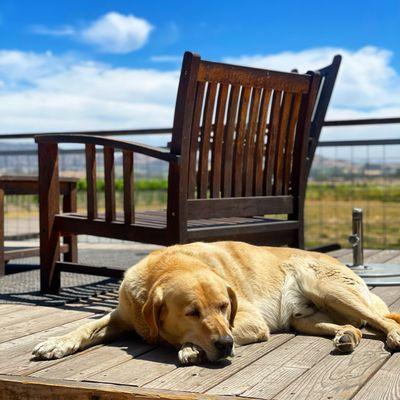 Ollie, our resident Wine Dog