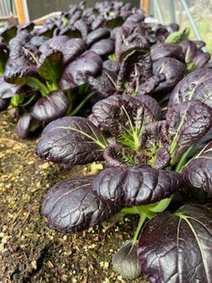 Purple bok choy