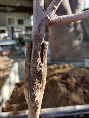 Grafted fruit tree that stopped growing suddenly.