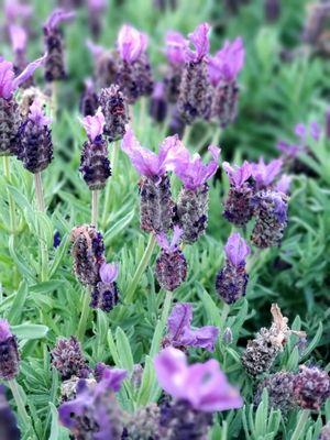 Perennial Spanish Lavender -- Known for their antibacterial, anti-fungal, antioxidant, anti-inflammatory & analgesic properties.