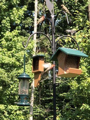 High quality birdfeeders that really last through the seasons and a good sturdy bird pole