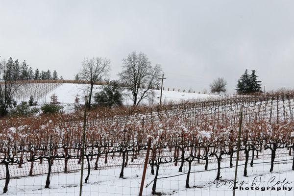 Apple Hill has plenty of vineyards as well. The Winter snow shows a different view.