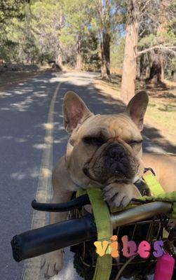 On bike rides so she can see the views from her basket