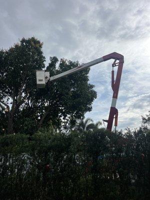 Big tree trimming