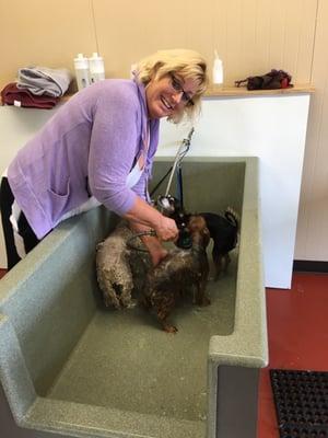 Three pups getting a bath at Top Dogs