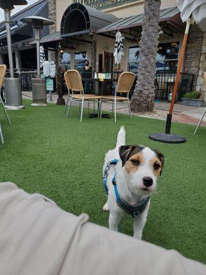 Scout at Hennesseys for lunch.