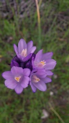 Brodiaea aka "blue dick"