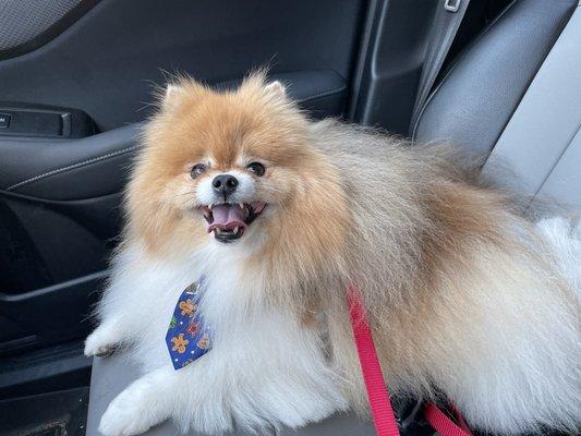 Pomeranian (Hiro) freshly groomed.