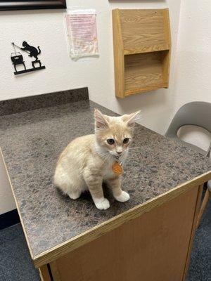 Boots first Vet visit