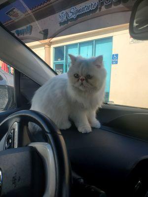 My persian Cat with his undercoat brushed out (less shedding). He looks cuter in person lol