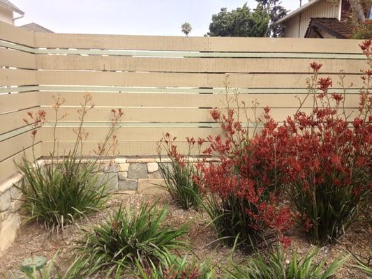 Custom wood fence. Shea Homes, Encinitas.