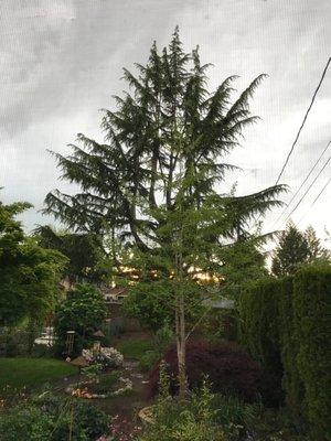 Deodore Cedar NE Salem