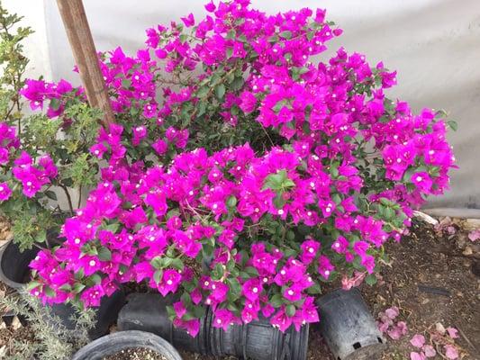 BongaVilla Flowers 15 gal $24.99