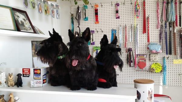 Scottish terriers