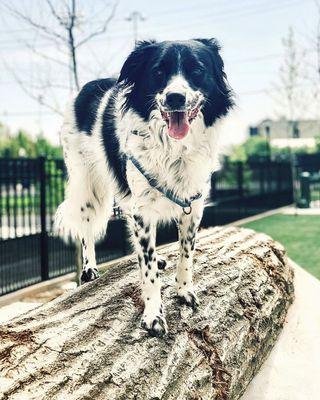 Custom Dog Run (plus the cutest doggos ever!) at 372 Ninth Street