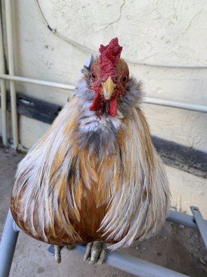 My mean rooster.