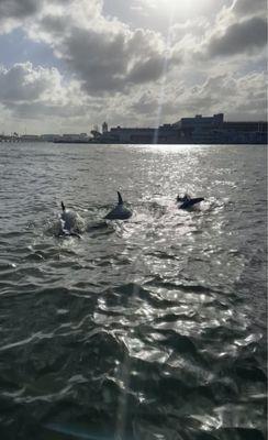 Dolphins next to our boat