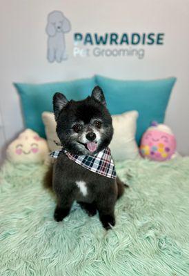 Pomeranian