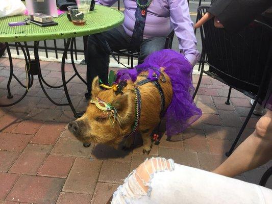 Pumpkin won the Pet Parade.