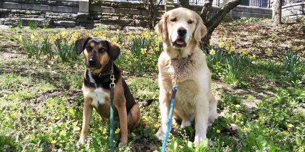 Max and Percy on their walk