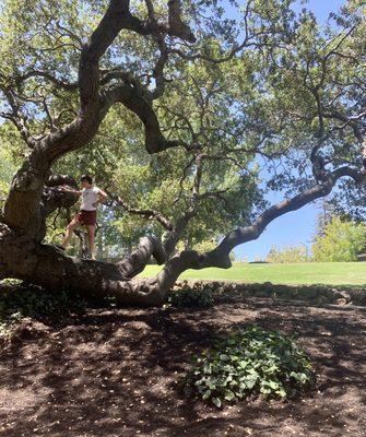 Climbing trees