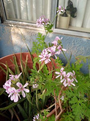 my geraniums