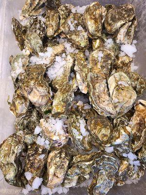 Oysters In The Shell