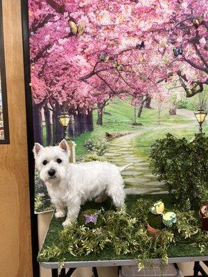 West Highland White Terrier breed trim