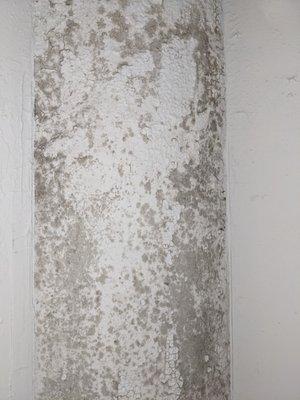 Mold in our laundry room, because the laundry room in this property has no outside ventilation and just vents back into the same, tiny room.